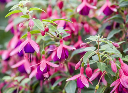 Fuchsien als Blickfang Fuchsien als Blickfang