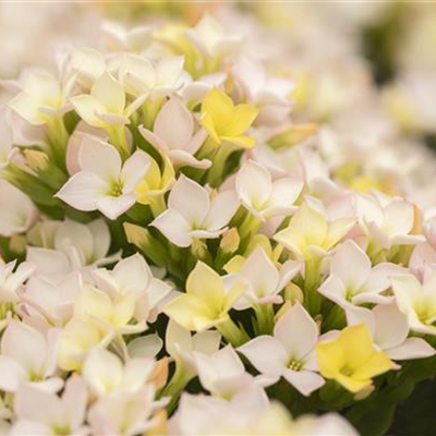 Kalanchoe 'Calanday® Discodip'