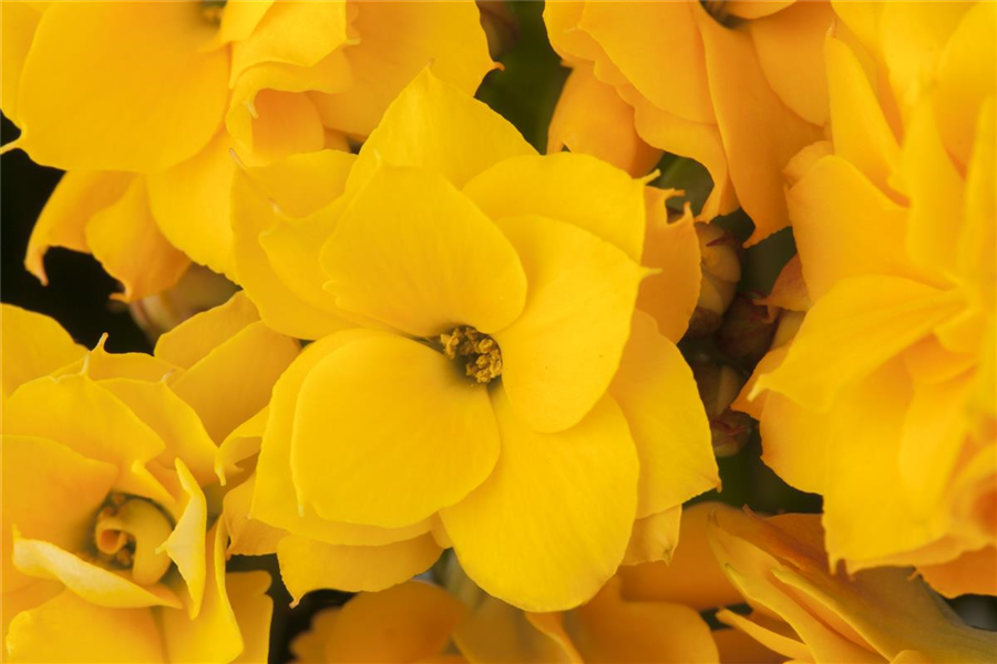 Kalanchoe 'Calandiva'® Kalanchoe 'Calandiva'®