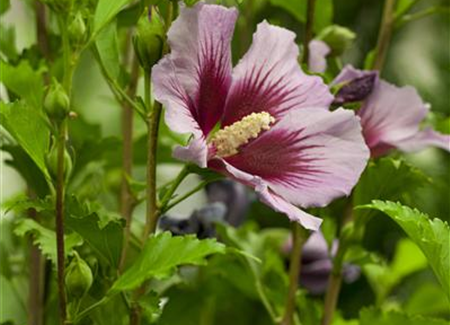 Der Hibiskus, ein großartiges Mitglied im Garten-Ensemble Der Hibiskus, ein großartiges Mitglied im Garten-Ensemble