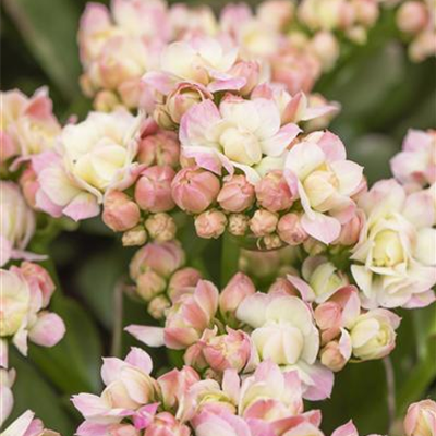 Kalanchoe 'Grandiva'®