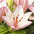 Lilium Oriental