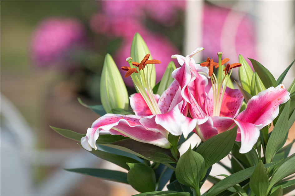 Lilium Oriental, Orientalische Lilie