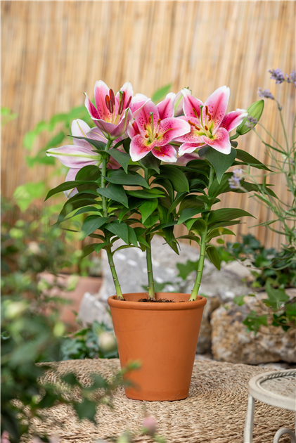 Lilium Oriental, Orientalische Lilie