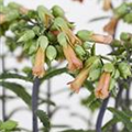 Kalanchoe blossfeldiana 'Lucky Bells'