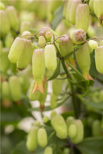 Kalanchoe blossfeldiana 'Magic Bells', Flammendes Kthchen 'Magic Bells'