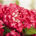 Hydrangea macrophylla 'Selma'