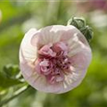 Malva sylvestris
