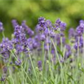 Lavandula angustifolia 'Blue Spirit'