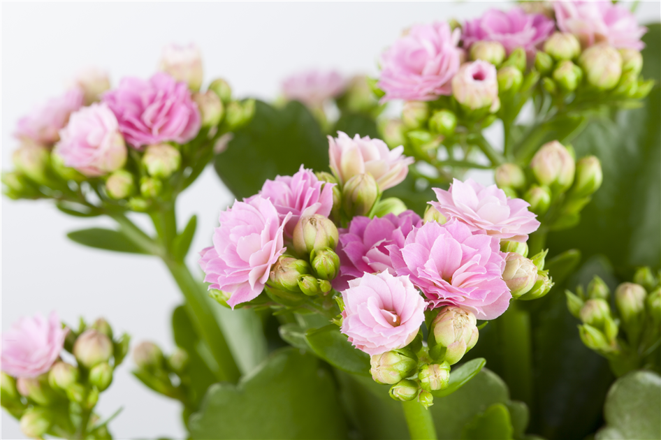 Kalanchoe blossfeldiana 'Rosalina', Flammendes Kthchen 'Rosalina'