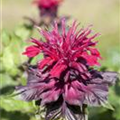 Monarda didyma