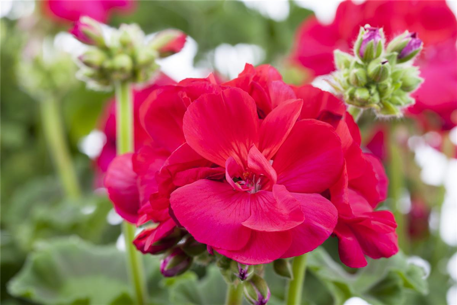 Zonal-Pelargonie Zonal-Pelargonie