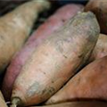 Ipomoea batatas