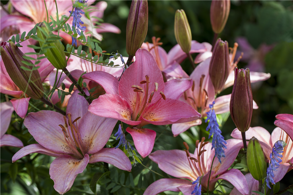 Lilium, duftend, Duftlilie