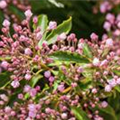 Kalmia latifolia