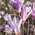 Magnolia liliiflora 'Susan'