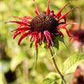 Monarda didyma 'Squaw'
