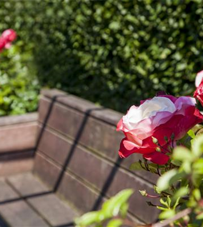 Kletterpflanzen und Schlingpflanzen im Garten