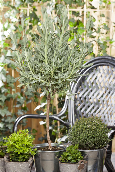 Gezähnter Lavendel Gezähnter Lavendel