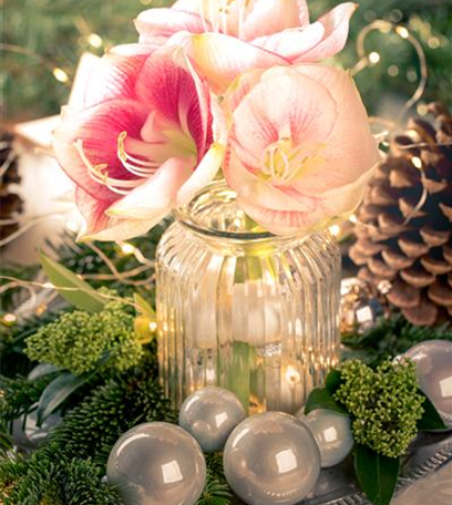 Amaryllis – pflanzen und pflegen im Haus