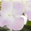 Hydrangea macrophylla, Teller