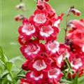 Penstemon barbatus 'Picotee Red'