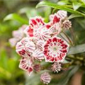 Kalmia latifolia 'Pinwheel'