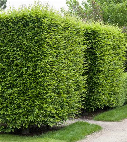 Formschnitt für Gehölze: Buchs und Baum nehmen Gestalt an