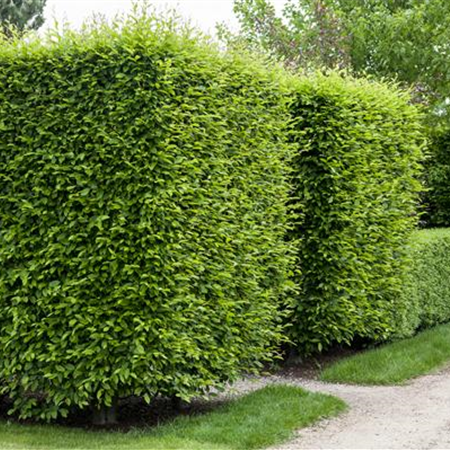 Hecken und andere Gehölze im Herbst pflanzen Hecken und andere Gehölze im Herbst pflanzen