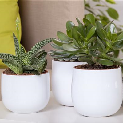 Aloe-Vera - die vielseitige Heilpflanze Aloe-Vera - die vielseitige Heilpflanze