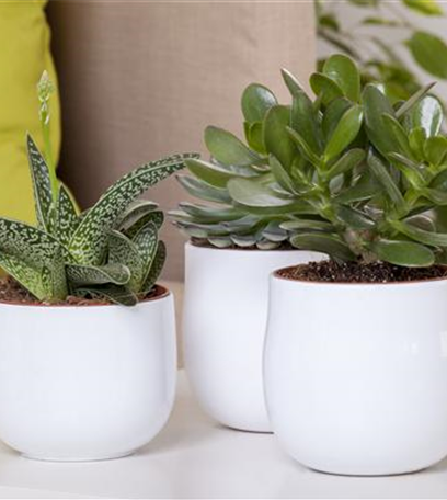 Aloe-Vera - die vielseitige Heilpflanze