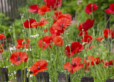 Der Klatschmohn – vom Acker in den Garten Der Klatschmohn – vom Acker in den Garten