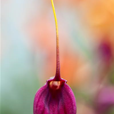 Masdevallie Masdevallie