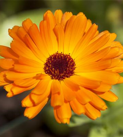 Ein Fest der Farben: Top 5 der Sommerblumen