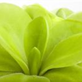 Pinguicula vulgaris