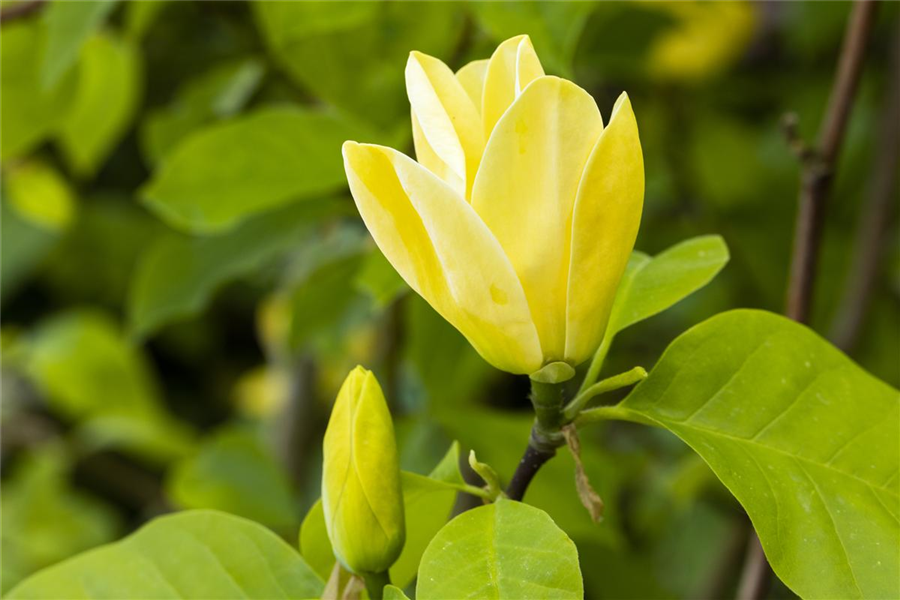 Magnolie 'Yellow Bird' Magnolie 'Yellow Bird'