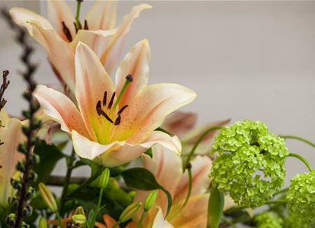 Lilien – Königinnen im Garten Lilien – Königinnen im Garten