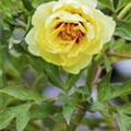 Paeonia x suffruticosa, gelb