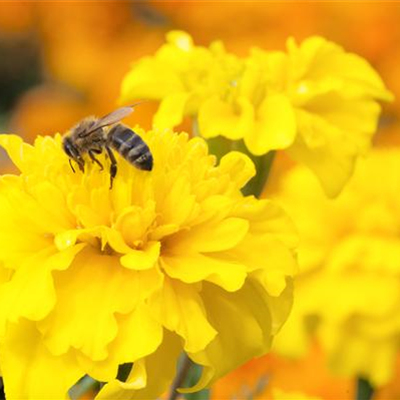 Ein Insektenhotel im Garten