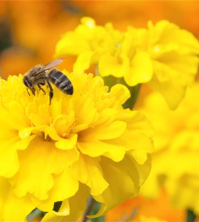 Ein Insektenhotel im Garten