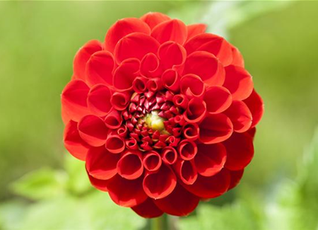 Dahlien – Blütenzauber im Sommer Dahlien – Blütenzauber im Sommer