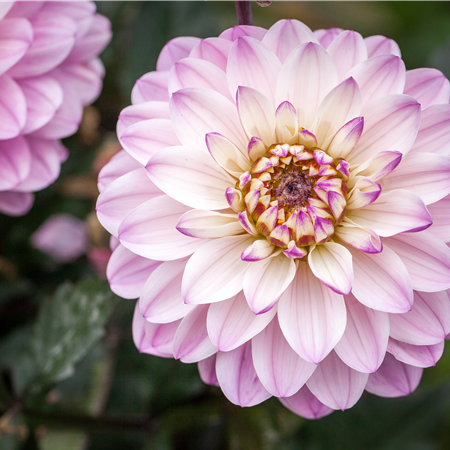 Noch mehr Farbe im Herbst: Die Top 5 der Herbstblumen
