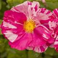 Kleinstrauchrose