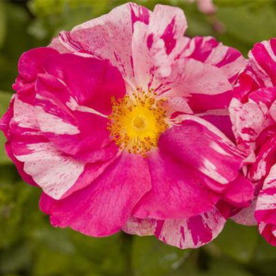 Kleinstrauchrose Kleinstrauchrose