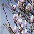 Magnolia x soulangiana 'Heaven Scent'