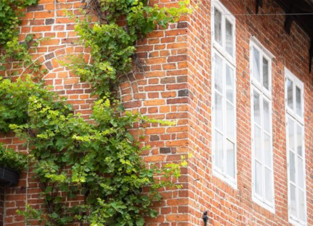 Kletterpflanzen – die grünen Bergsteiger im Garten Kletterpflanzen – die grünen Bergsteiger im Garten