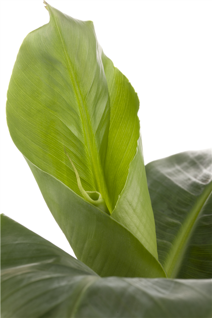 bananenpflanze in den garten pflanzen Bananenpflanze Musa basjoo fr Garten und Kbel