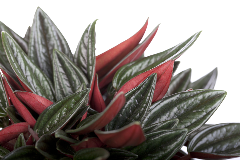 Peperomia caperata 'Rosso', Pfefferpflanze 'Rosso'