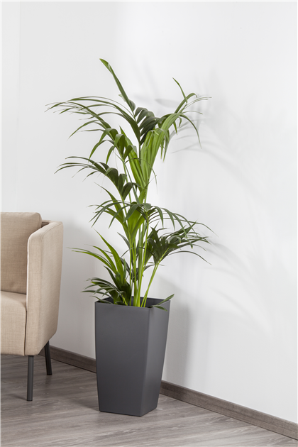monstera kette gold Tropische Kette - Monstera blatt main image 1