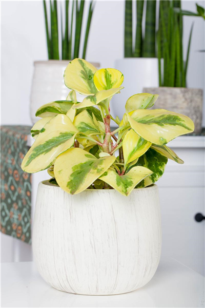 Peperomie 'Greengold' Peperomie 'Greengold'